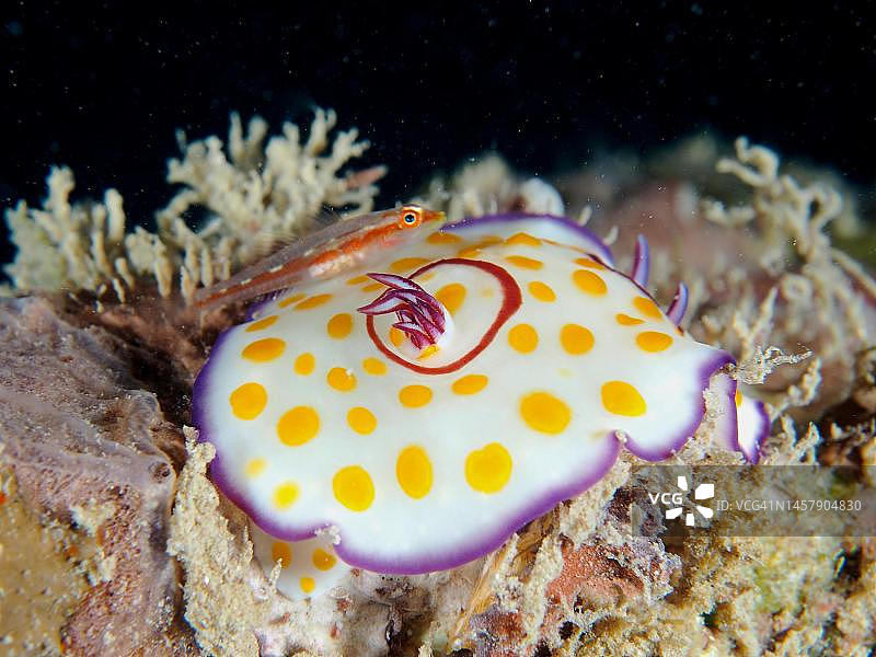 红海埃及环纹多彩海蛞蝓交配与莫桑比克齿虾虎鱼图片素材