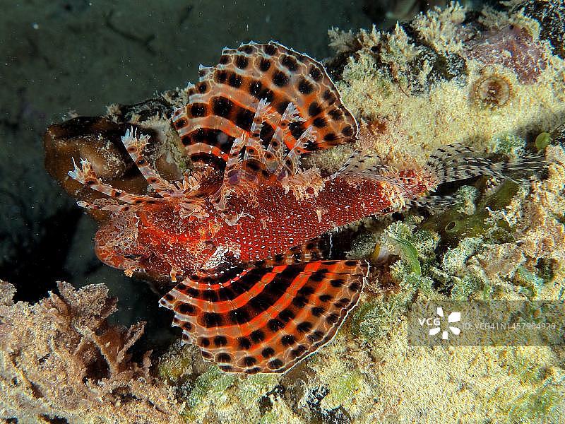 从上方看到的红海矮狮子鱼，埃及红海图片素材