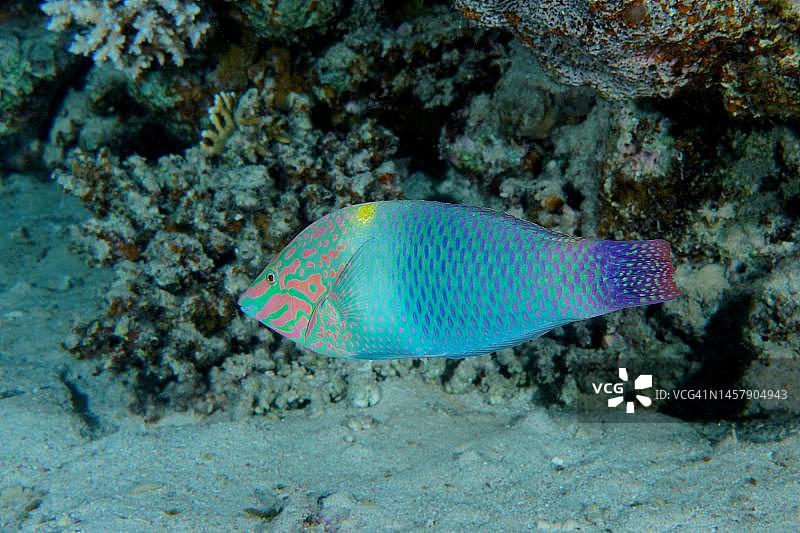 棋盘濑鱼：埃及红海图片素材