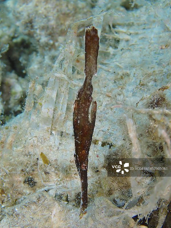 海草幽灵鱼，埃及红海图片素材