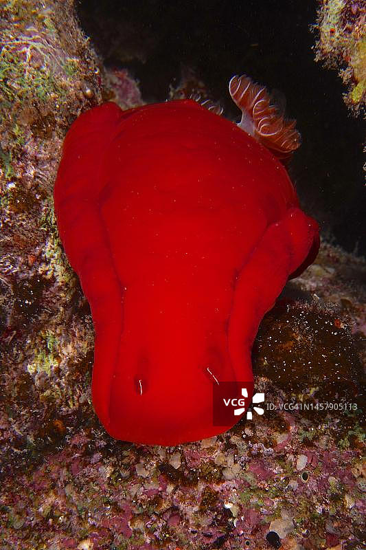 西班牙舞者（血红六鳃海蛞蝓）。埃及红海阿布达巴潜水点图片素材