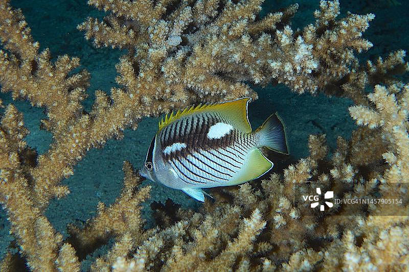 红海埃及西奈蒂朗海峡的夜间三带蝴蝶鱼图片素材