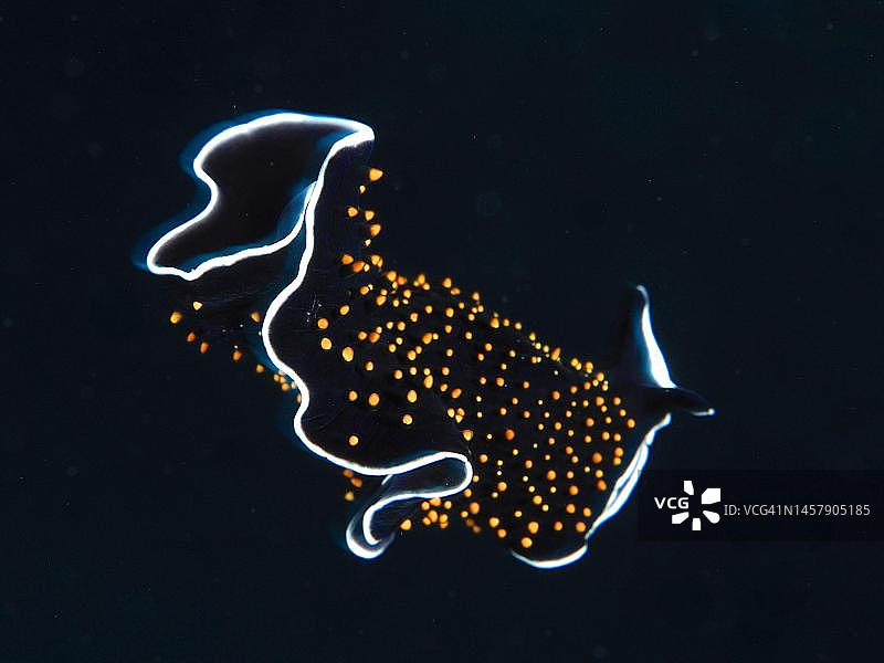 星空涡虫（Thysanozoon flavotuberculatum），深潜地点阿布芬德拉，红海，埃及图片素材