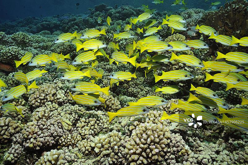 法卡拉瓦硬珊瑚上的蓝纹鲷图片素材