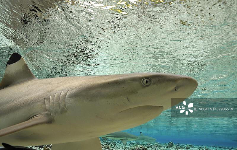 法属波利尼西亚法卡拉瓦的黑鳍礁鲨图片素材