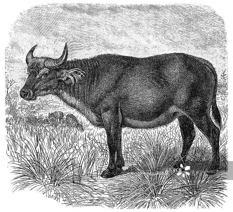红水牛，塞拉利昂，18世纪复古数字修复图片素材