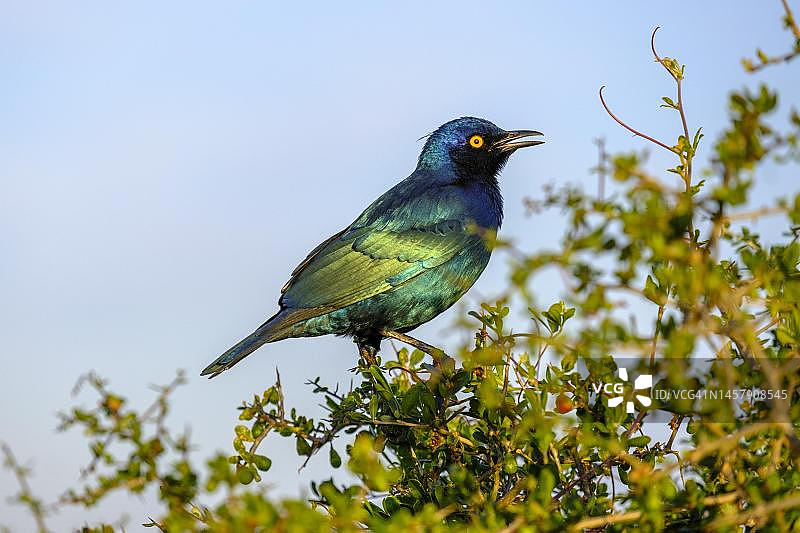 大蓝耳辉椋鸟，南非阿多大象国家公园图片素材