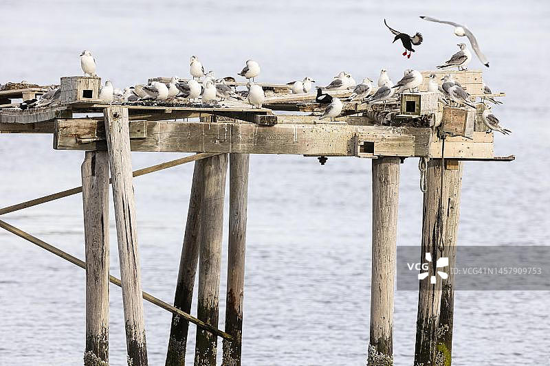 黑海鸽（Cepphus grylle）与三趾鸥（Rissa tridactyla）一起降落在挪威芬马克瓦朗厄尔的繁殖平台上图片素材