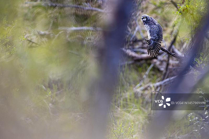 挪威芬马克瓦朗厄尔的北方鹰鸮图片素材