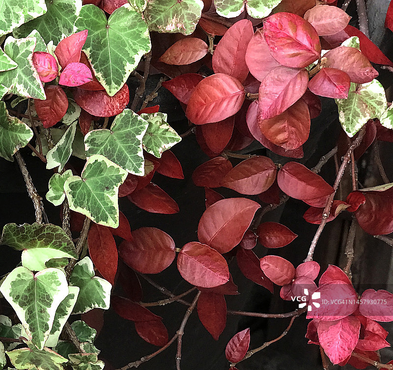 常春藤和红色彩叶草的鲜艳混合图片素材