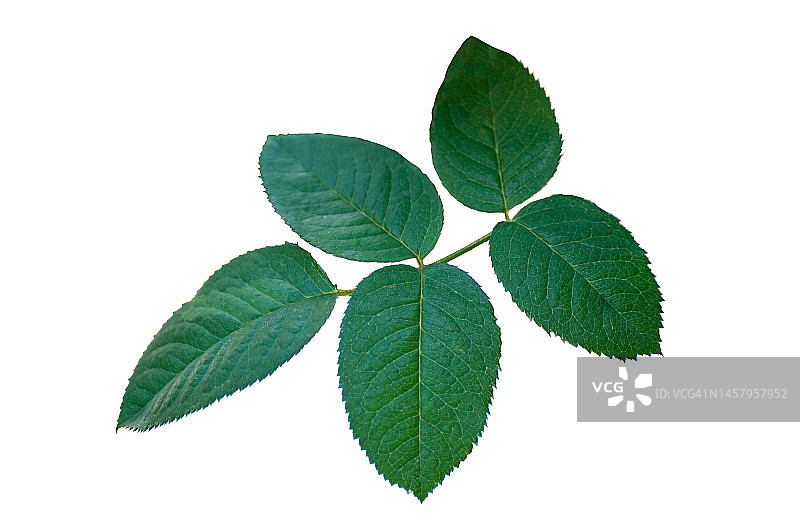 白色背景上孤立的玫瑰叶图片素材