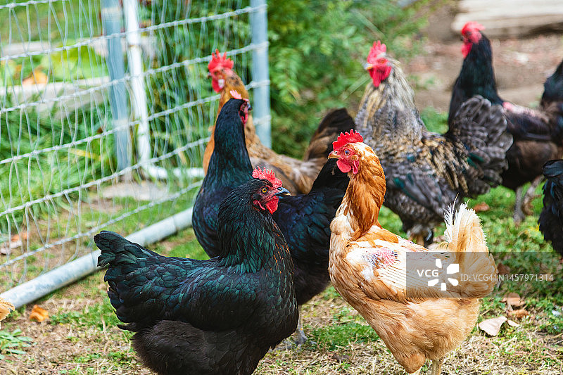 美国西部乡村农场家禽和蛋类照片系列图片素材