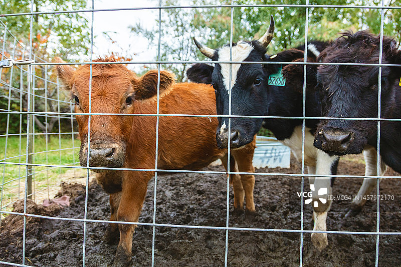 美国西部乡村的肉牛牲畜养殖场农业照片系列图片素材