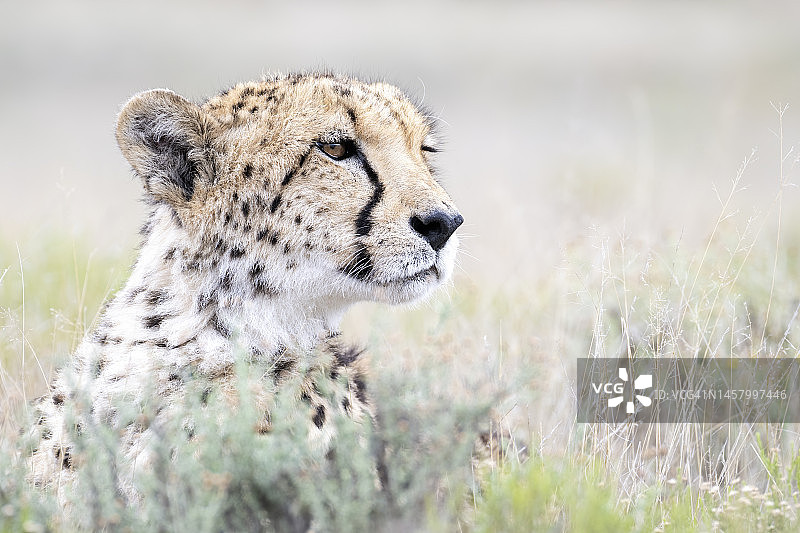 南非猎豹图片素材