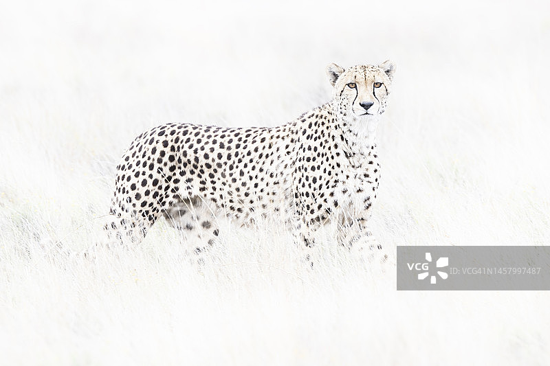 南非猎豹图片素材