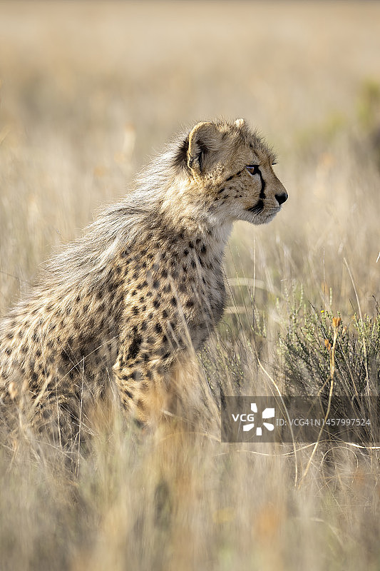 南非猎豹图片素材
