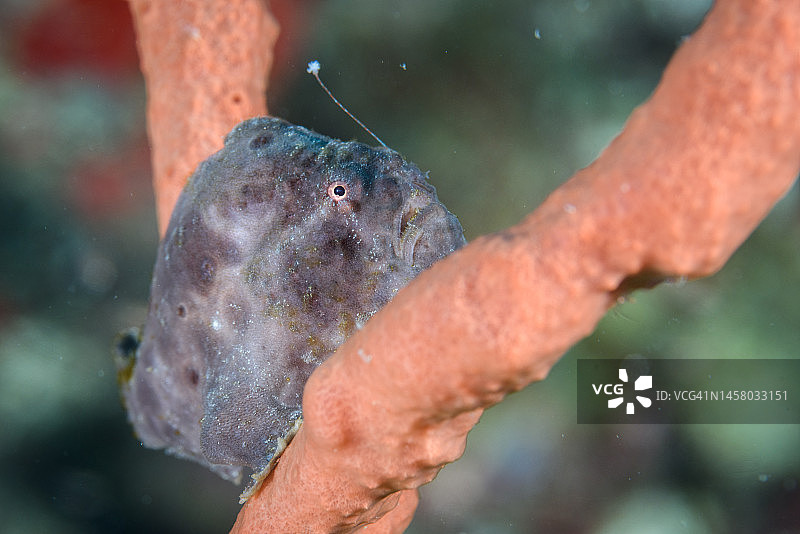 珊瑚上的躄鱼图片素材