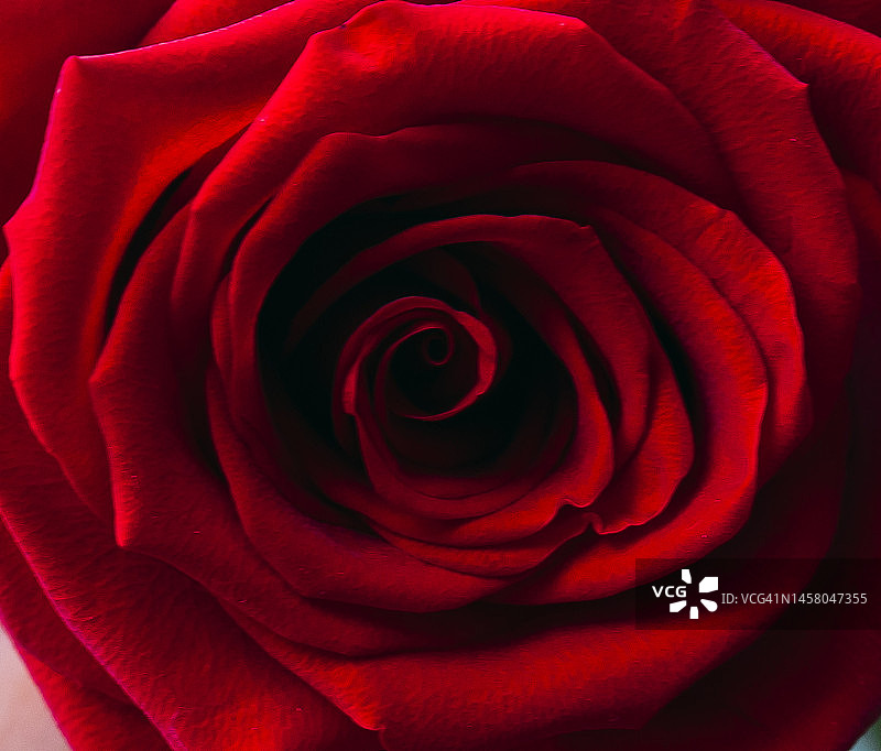 红色玫瑰花瓣特写图片素材