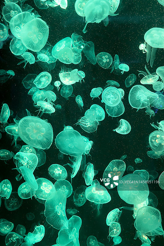 水族馆中的水母特写图片素材