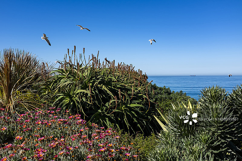 海鸥与海洋图片素材