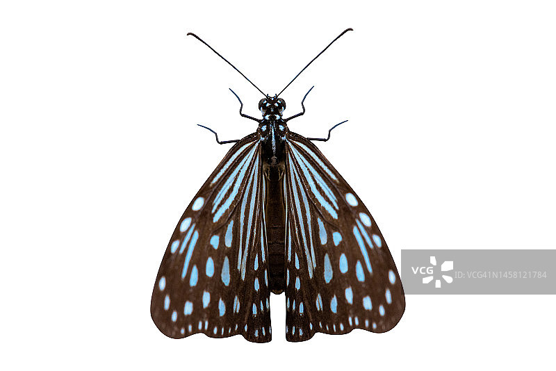 蓝色蝴蝶，自然色彩，白色背景图片素材