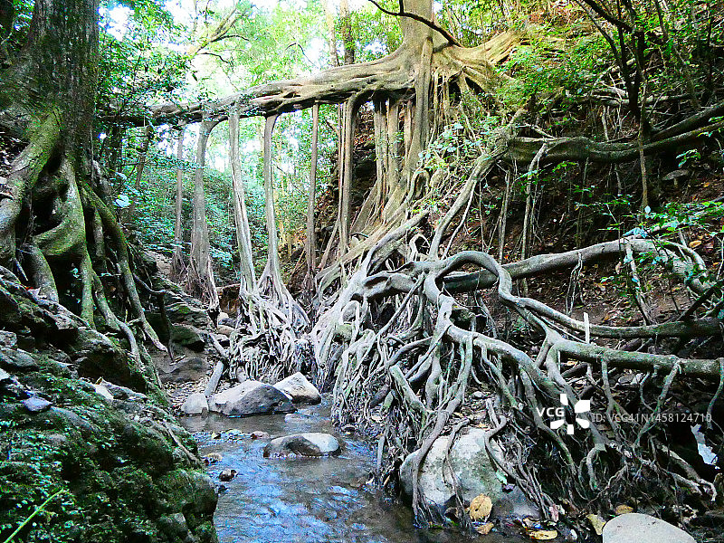 哥斯达黎加的天然树桥图片素材