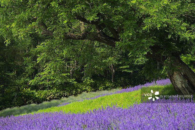 日本北海道富田农场夏季薰衣草田风光图片素材