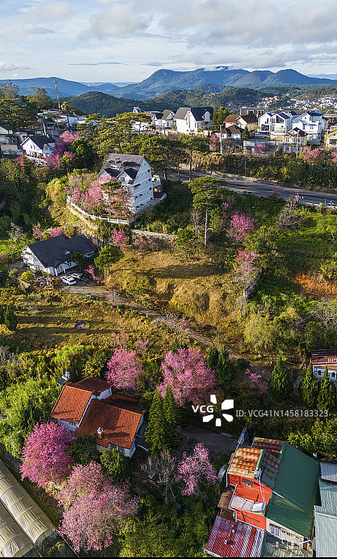 樱花盛开的城市：越南大叻图片素材