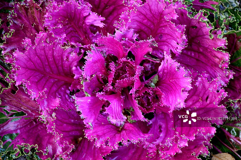 卷曲的紫色生菜图片素材