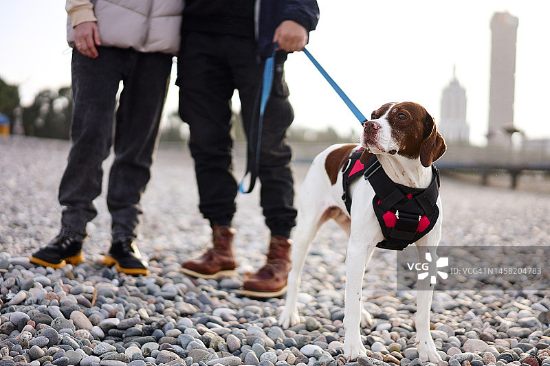 狗狗与情侣在石头海滩背景下的肖像图片素材