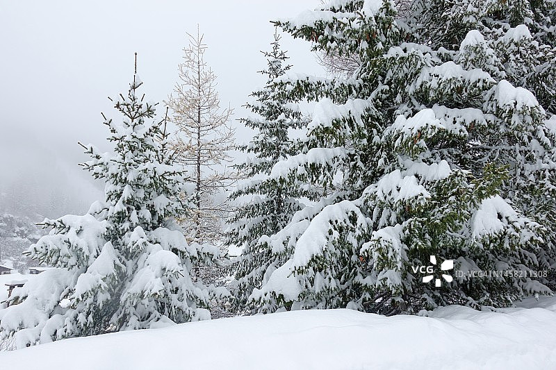 白雪覆盖的冷杉树图片素材