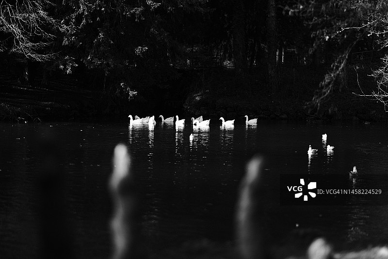 池塘里的白鹅图片素材