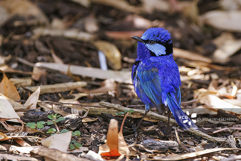 蓝色细尾鹩莺图片素材