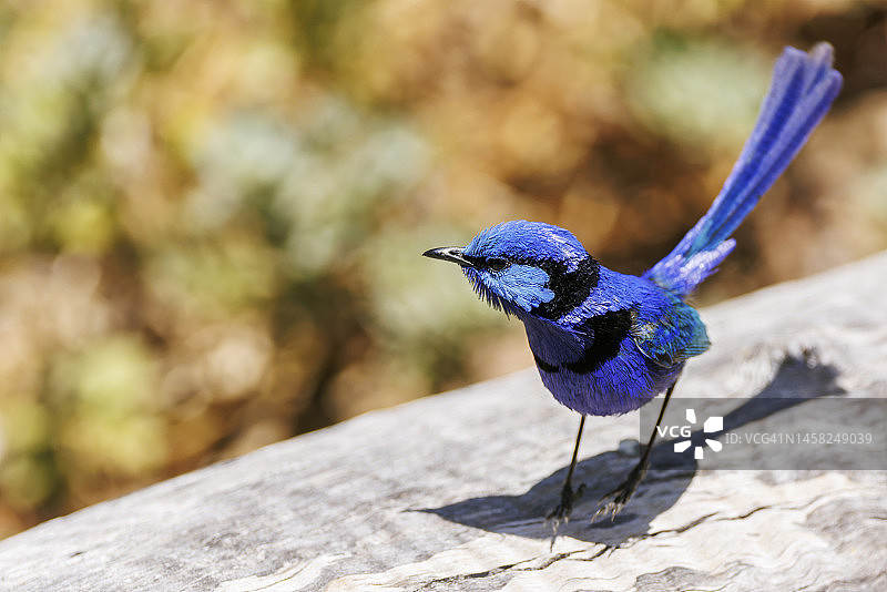 蓝色细尾鹩莺图片素材