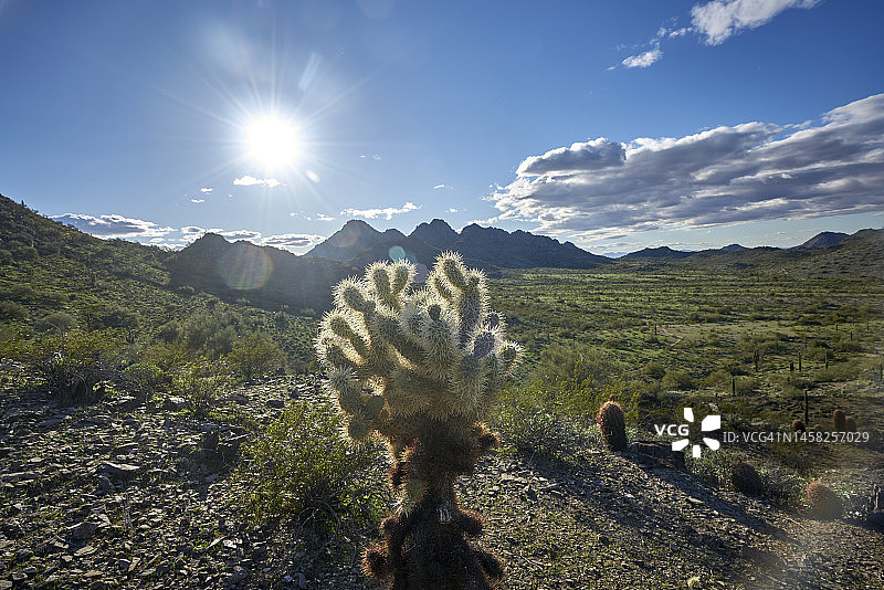 亚利桑那州凤凰城凤凰山保护区国家公园小径图片素材