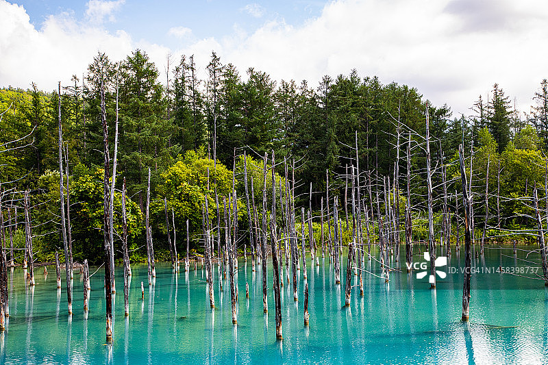 北海道美瑛白金青池5号图片素材