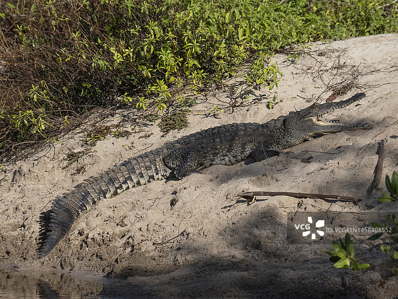 美洲鳄在沙洲上取暖图片素材