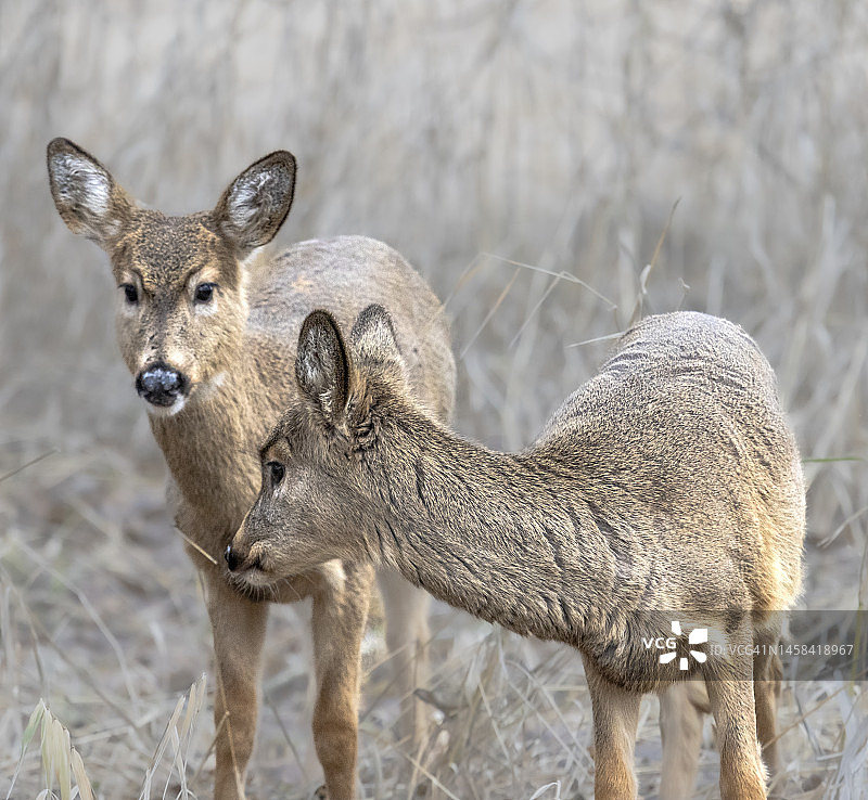 亲爱的兄弟姐妹 - 里奇菲尔德国家野生动物保护区图片素材