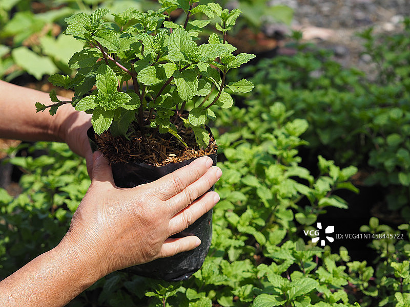 手拿黑色塑料袋，里面种着薄荷图片素材
