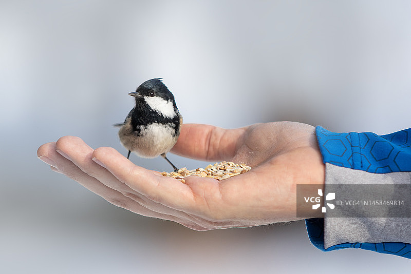 瑞士蓬特雷西纳瓦尔罗塞格的煤山雀图片素材