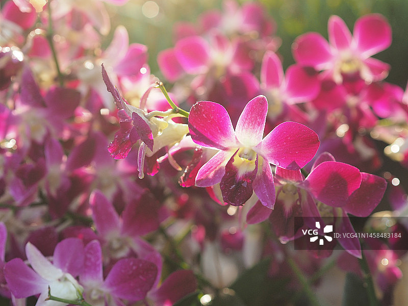 粉色、紫色石斛兰，兰科，蝴蝶石斛美丽的自然模糊背景花束图片素材