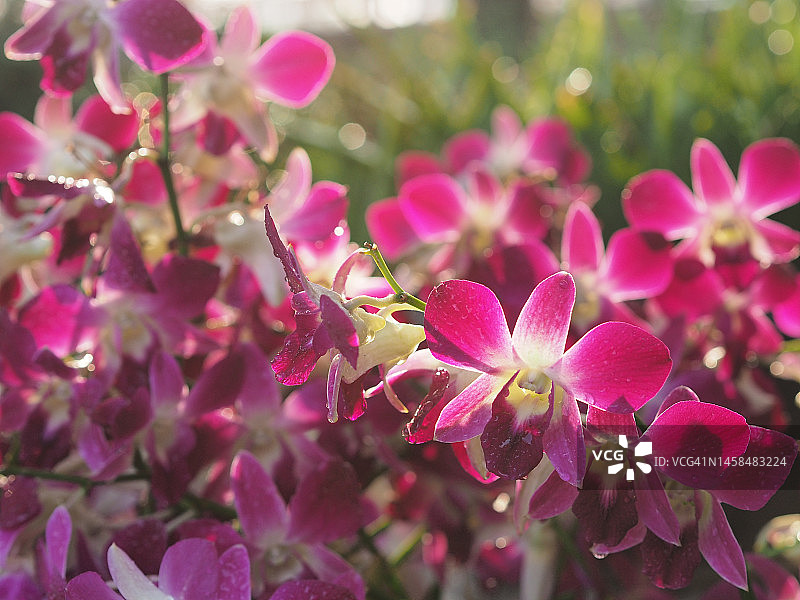 粉色、紫色石斛兰，兰科，蝴蝶石斛美丽的自然模糊背景花束图片素材