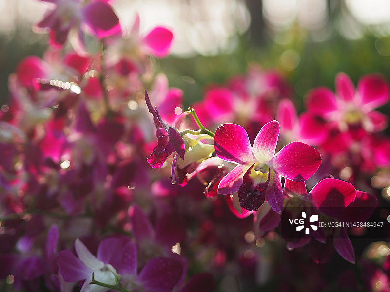 粉色、紫色石斛兰，兰科，蝴蝶石斛美丽的自然模糊背景花束图片素材