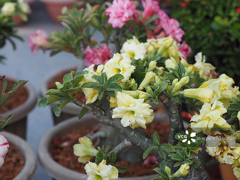 甜夹竹桃，玫瑰湾，Nerium夹竹桃名粉红花树在花园上模糊的自然背景，叶子是单一的椭圆形，尖端和基部尖光滑不厚硬带墨绿色图片素材