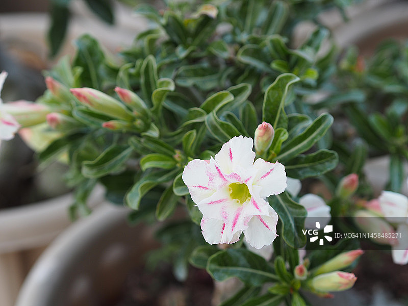 甜夹竹桃，玫瑰湾，Nerium夹竹桃名粉红花树在花园上模糊的自然背景，叶子是单一的椭圆形，尖端和基部尖光滑不厚硬带墨绿色图片素材