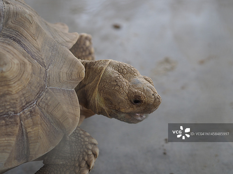 绿海龟图片素材