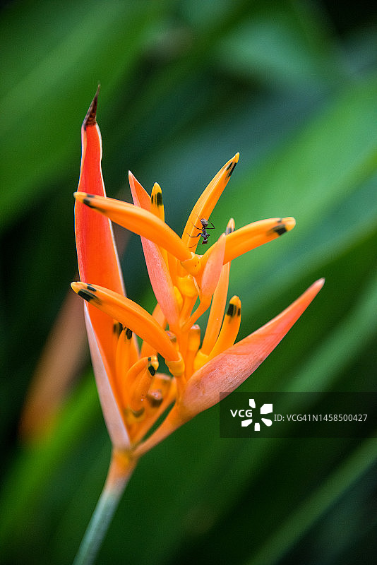 鹦鹉赫蕉花图片素材