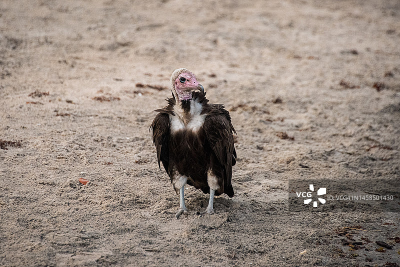 沙滩上的秃鹫图片素材