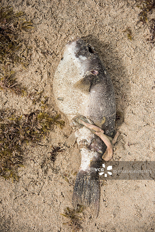 死亡的河豚图片素材