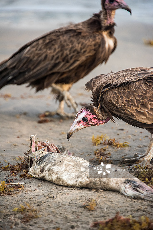 戴帽子的秃鹫在海滩上以死鱼为食图片素材